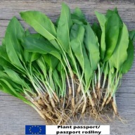 450 sztuk | CZOSNEK NIEDŹWIEDZI cebulki sadzonki +ULOTKA +PRZEPIS +PASZPORT