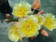 Mrozoopdporna opuncja fragilis FRANKFURT o kulistych segmentach