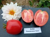 Pomidor Alsu niska odmiana do gruntu serce nasiona kolekcjonerskie