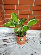 Hosta "Francee" funkia ogrodowa