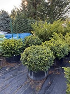 Cis Dovastoniana 50-60cm formowany kula