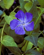 BARWINEK POSPOLITY niebieski z korzeniem