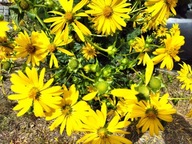 Rożnik przerośnięty MIODODAJNY (10szt)