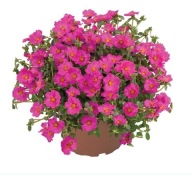 Portulaca PAZZAZ NANO PURPLE na słoneczne miejsca