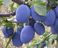 Śliwa Węgierka Wczesna – Deserowa i Soczysta