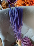 tymotka naturalna granatowym suszona susz krajowy zboże bukiet na palmy