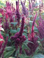 Szarłat Wyniosły Amarantus Nasiona Naturalne 100g