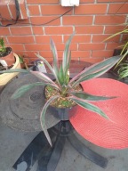 Yucca gloriosa 'Bright Star" XXL