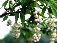 Kłokoczka południowa drzewo różańcowe unikat duże sadzonki.