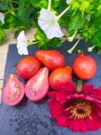 Pomidor Czerwona Perła smaczna plenna koktajlówka nasiona kolekcjonerskie