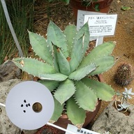 Agave titanota Blue – agawa kolekcjonerska | 5 NASION + instrukcja