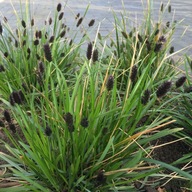 Sesleria heuflera P9