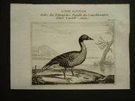gęś dzika europejska, oryg. 1834
