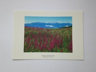 JAPONIA - pole Yanagiran (wierzbówka) w Japońskich Alpach - pocztówka