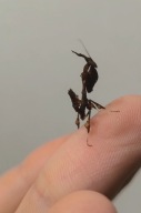 Modliszka liściogłowa Phyllocrania paradoxa