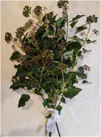 ŻYWY BLUSZCZ GAŁĄZKI 100 SZTUK 50 CM BOZENARODZENIE WIANKI STROIKI