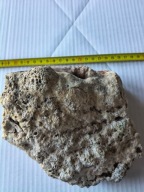 Skamieliny, minerały, koralowce