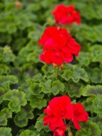 Pelargonia zonale-stojąca, intensywny pomarańcz