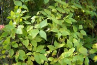 Dereń okrywowy karłowy szczepiony owoc jadalny inny