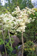 klon barwny carnival szczepiony pienny inny