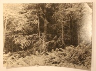 GÓRY ŚWIĘTOKRZYSKIE. Puszcza Jodłowa, CZYSTA, RZADKOŚĆ