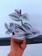 trzykrotka albiflora nanonuk S