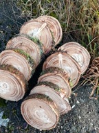 Plastry Świerkowe Świeże 10 szt 8–15 cm Grubość 2 cm Naturalne Drewno