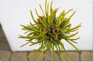 Pinus mugo 'Tuffet' - Super karzełek !!!