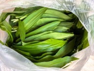 5kg - CZOSNEK NIEDZWIEDZI świeże liście na kilogramy EKO Z PODKARPACIA 2026