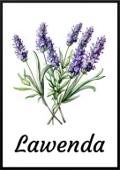 A2 PLAKAT OBRAZ DO KUCHNI JADALNI RESTAURACJI ZIOŁA LAWENDA