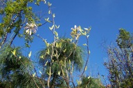 Magnolia orientalna mini biała pachnąca inna