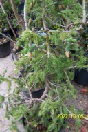 Świerk spinger jałowiec sosna jodła cis cyprys iny