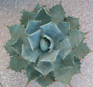 Kaktusy! - Agave potatorum var. Verschaffeltii – RARYTAS!!!