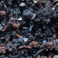 Skoczogonki ceratophysella lilac 10 sztuk