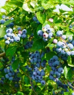 Borówka amerykańska Early Blue C2 30/40cm bardzo wczesna