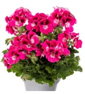 Pelargonia Grandiflora Aristo Magenta ANGIELSKA DUŻA