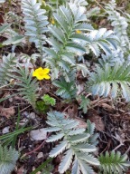 Pięciornik gęsi srebrnik zadarniająca roślina srebrne liście sadzonka