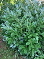 Laurowiśnia wschodnia 'Novita' 10-20 cm !!