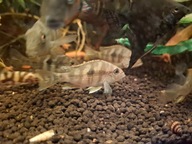 Ziemojad red head tapajos