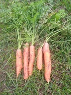 MARCHEW PÓŻNA NANTES 5-MONANTA RZ 5 KG