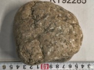 Skamieliny koralowce minerały