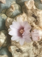 Kaktus Lophophora williamsii duża z ziemią i donicą L20+ gratisy +ogrzewacz