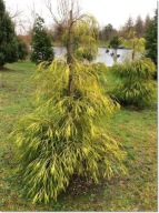 Chamaecyparis lawsoniana 'Filip's Golden Sprinklers' - Unikat !!!