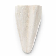 SEPIA KOŚĆ MĄTWY XL 15-17 CM ŚLIMAK ŻÓŁW PAPUGA