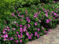 Róża Rosa Rugosa pomarszczona sadzonka w pojemniku 30 cm na dżemy i nalewki