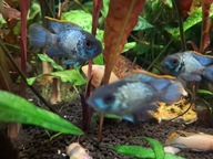 Pielęgniczka Akarka - electric blue