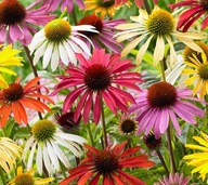 Jeżówka Rudbekia Echinacea mix odmian i kolorów nasiona duża paczka 50szt.