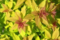 Tawuła japońska Goldflame (152b) - 3 l