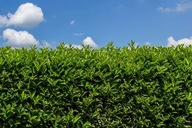 LIGUSTR ZIMOZIELONY sadzonki DOSKONAŁY NA PŁOTY 5O SZT