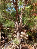 Sosna Nivak szczepiona Diamond nietypowa okaz 18 letnia karłowy inna